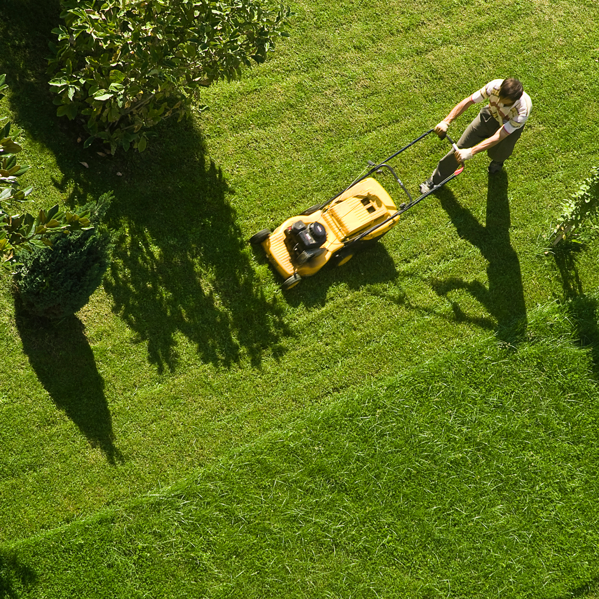 One of the top lawn maintenance tips is to make sure you don't mow your lawn too short.