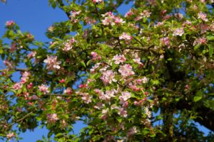 This image shows an apple tree blossom. You can grow fruit trees like this one in your backyard in Michigan.