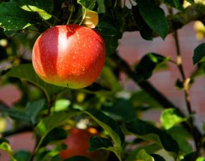 You can grow an apple tree in your backyard in Michigan.