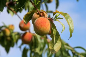 Peaches are shown on a tree in this image. You can grow fruit trees like this peach tree in your backyard in Michigan.