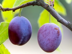 You can grow fruits trees like this plum tree in your backyard in Michigan.