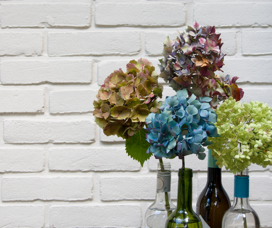 Hydrangeas are a colorful Autumn home decor option for your southeast Michigan home.
