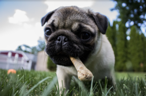 Here are treat ideas for your pets. This image features a dog with a bone in its mouth.